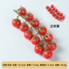Foam 12 heads cherry tomatoes red