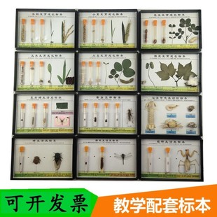 教学标本盒动物植物昆虫海洋生物幼儿园科学发现室动植物标本模型-阿里巴巴
