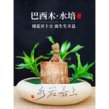 水培绿植物巴西木幸运木开花盆栽水养带芽苞格鲁特小树人树苗桌面