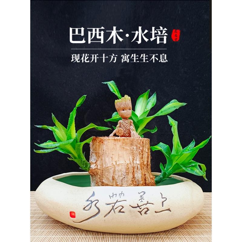 水培绿植物巴西木幸运木开花盆栽水养带芽苞格鲁特小树人树苗桌面