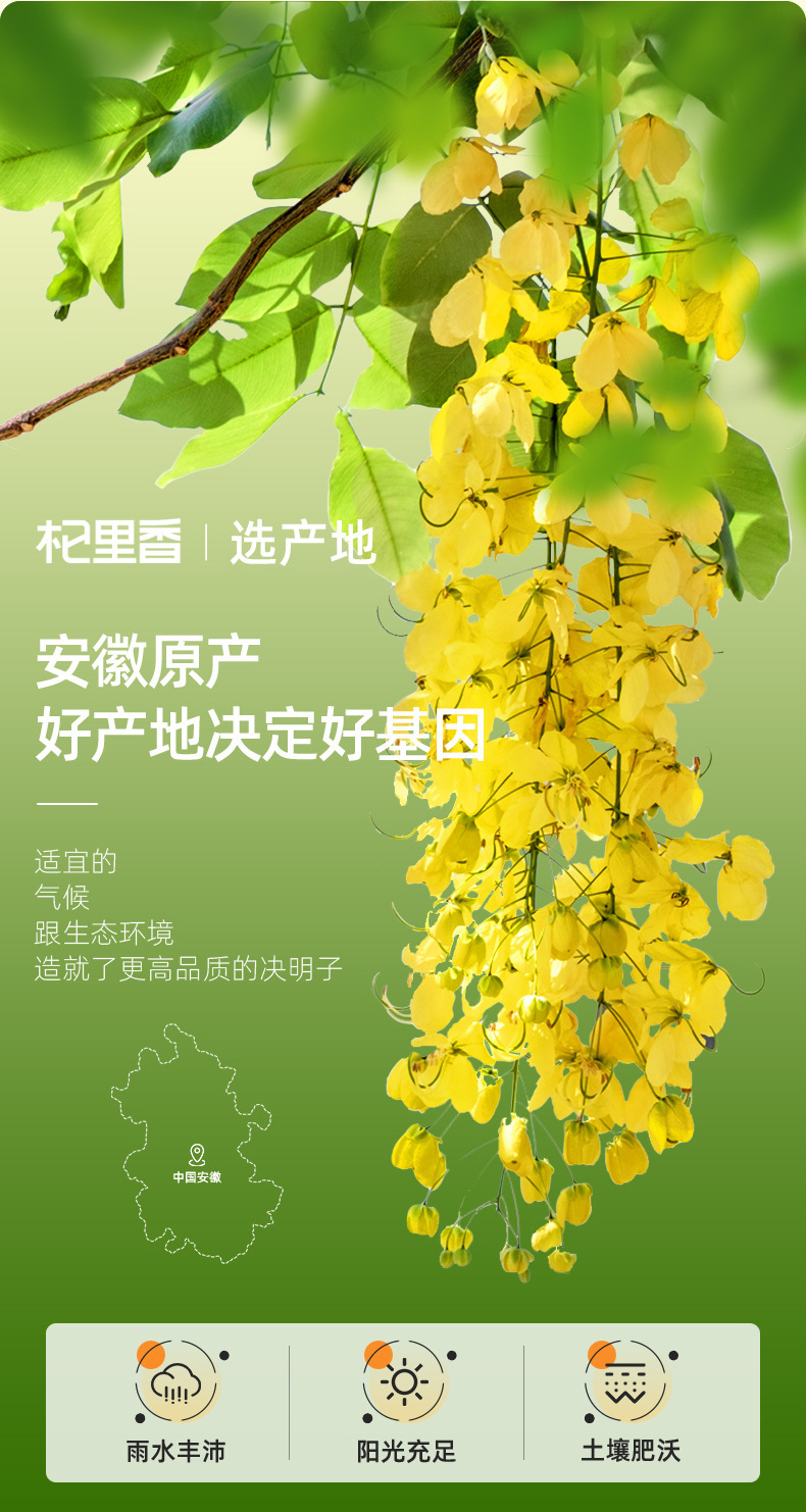Roasted Cassia Seed Tea 500g Ningxia Specialty Jue Ming Zi Herbal Tea key features