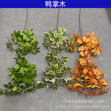 ������ֲѼ��ľ ���ӻ�Ҷɭϵ������װ��T̨·���廨�쾰����Ҷ��