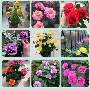 Rose Seedlings Bloom in All Seasons, Flower Viewing Green Plants, Indoor and Outdoor Balcony Potted Plants, Extra Large Flower Rose Seedlings Florals