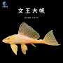 南美异型虎鱼龙鱼工具