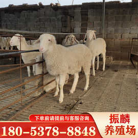 出售小尾寒羊多胎母羊养殖场屠宰羊杂交育种山羊幼崽小尾寒羊