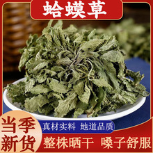 蛤蟆草中药材整珠晒干蛤蟆草泡水喝荔枝草雪见草哈蟆草癞蛤蟆草茶
