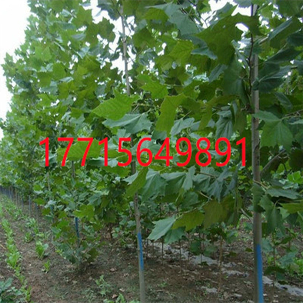 Дерево Wutong Китайские Зеленые саженцы Wutong Крупнолистные саженцы деревьев Fatong Тунг Конопля Молодые саженцы Зеленые саженцы деревьев Tung