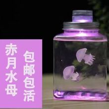 �W�t�������ˮĸ����ϵ��Ů��С����ͯ�Y���������l���������