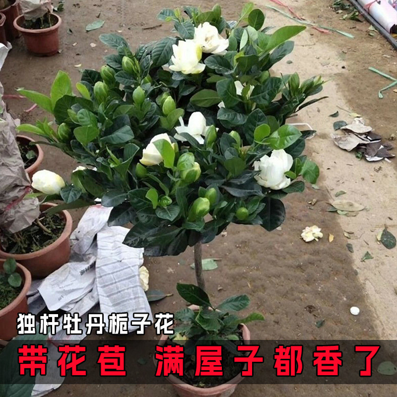 商品图
