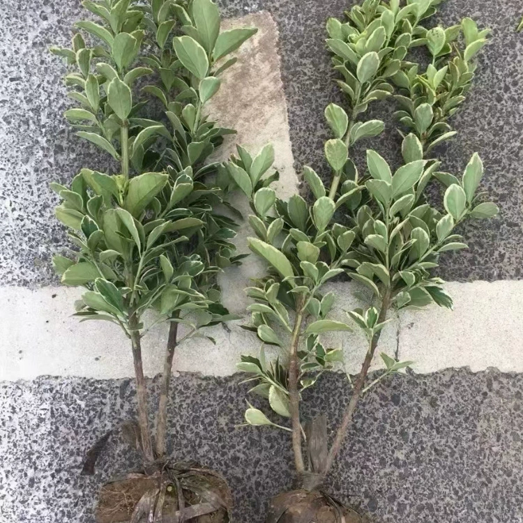 Зеленение рассады, цветные блоки из живой изгороди, дворовые растения, шары из самшита с золотистыми краями, саженцы самшита с золотистыми краями, вечнозеленые круглый год.