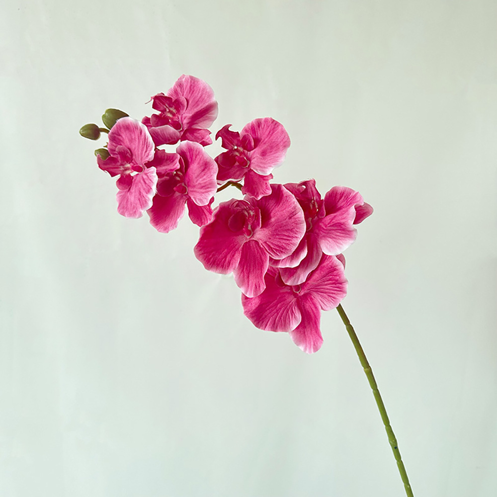 취한 말 7개 호접란 로즈 레드