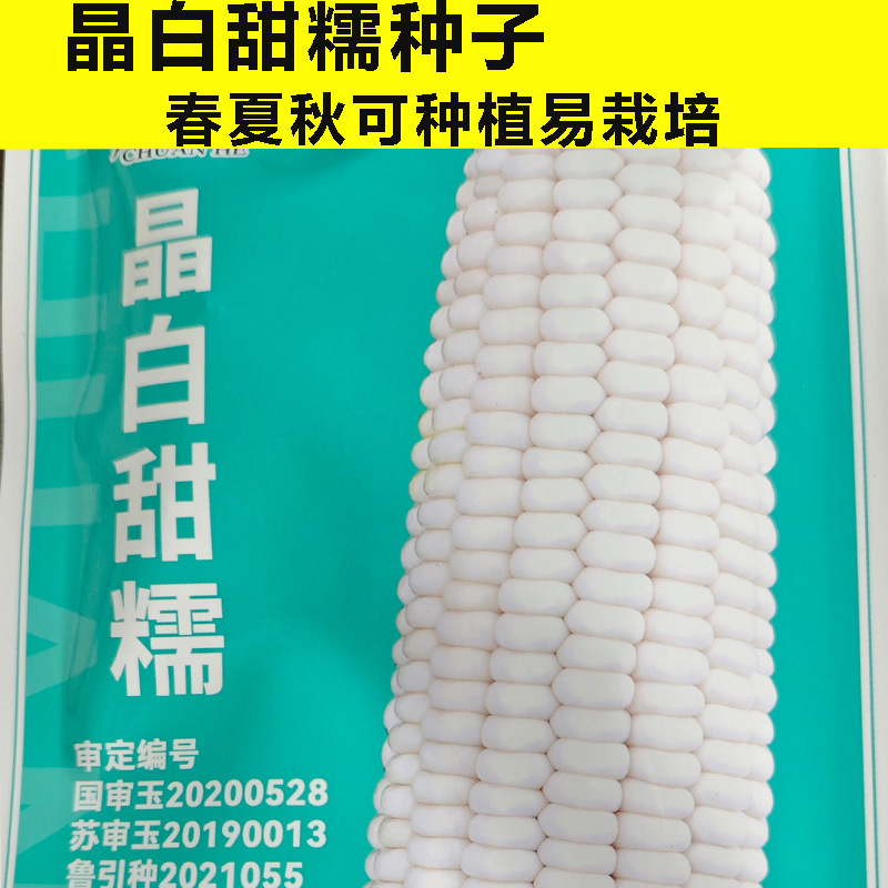 White Glutinous Corn Seed White Glutinous Corn Seed Fruit Corn Seed Fragrant Glutinous Soft Winter High-yield Corn Complete Set