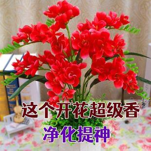 Tuberose Bulbs Double-Petaled Indoor and Outdoor Potted Plants Blooming in All Seasons Courtyard Gardenia Tsaun Perfume Plant Grass Florals
