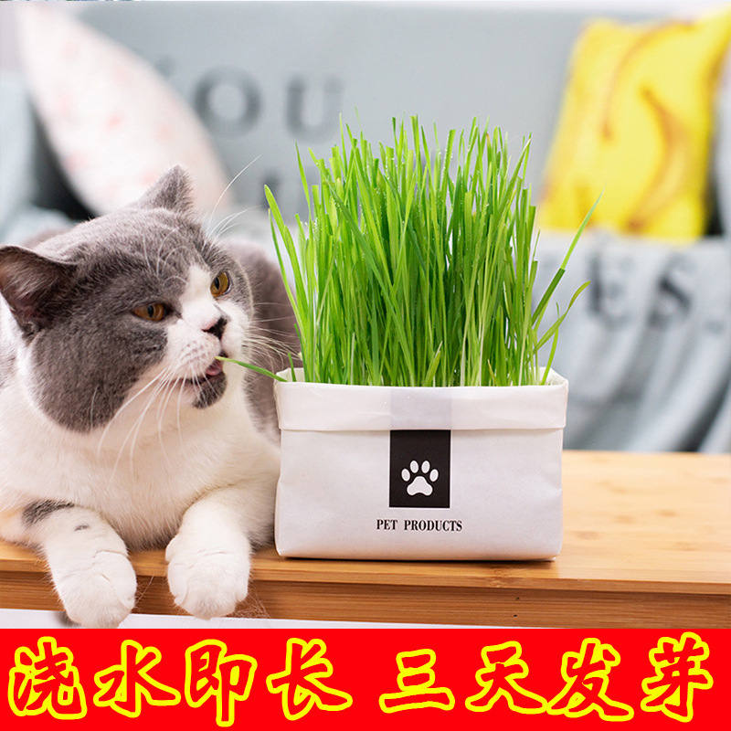 Soilless Cat Grass, Lazy Hydroponic Wheat Seeds, Digestive Hair Ball Cat Snacks, Bagged Cat Grass and Catnip