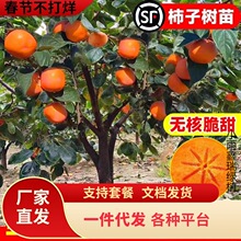 һ�����l�������������o�����ϱ����Nֲ�ش�ͥԺ���Ԯ���Y����