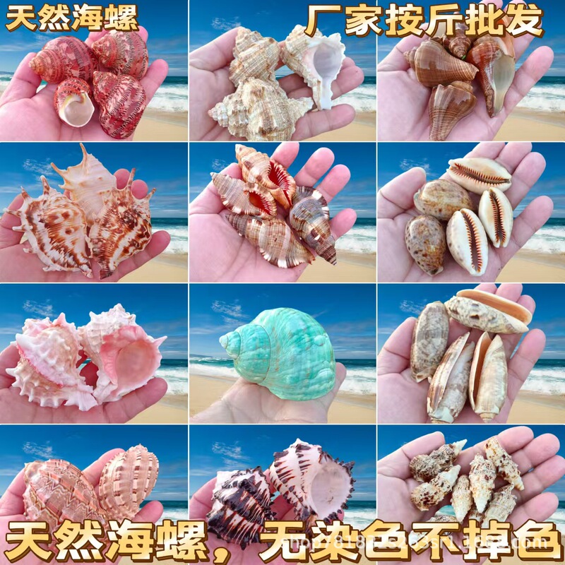 Shell fish tank landscaping more than 70 wholesale color shell white shell fish tank landscaping Mediterranean decorative conch