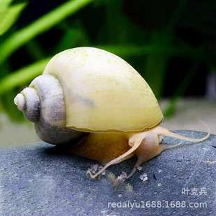 ���ݰ����^�p�ݳ�̦�S���ݰ��R�ݵ�ˮ���ֺ��B�O���ݳ���������