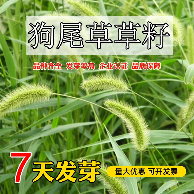 Оптовые семена сетарии Семена сетарии Холодостойкий к засухе бесплодный декоративный корм Четыре сезона Зеленая зеленая трава