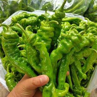 Fresh Screw Pepper Now Pick Fresh Pepper Green Pepper Thin Skin Chili Pepper Medium Spicy Spicy Spicy Tiger Skin Tender Green 2.50kg Free Shipping