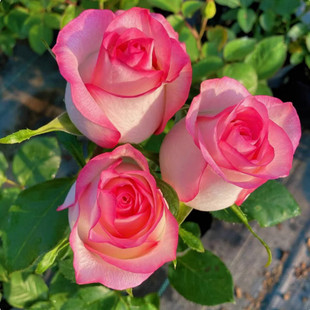 ��ɯ�¼����л�õ��������¼���ɫ��ɫ���ڎ������W�t�����ֱ�l