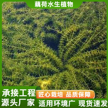 轮叶黑藻沉水植物马来眼子菜狐尾藻苦草承接各种净水修复工程黑藻
