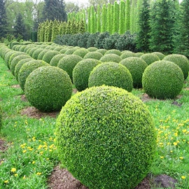 种子;灌木;乔木