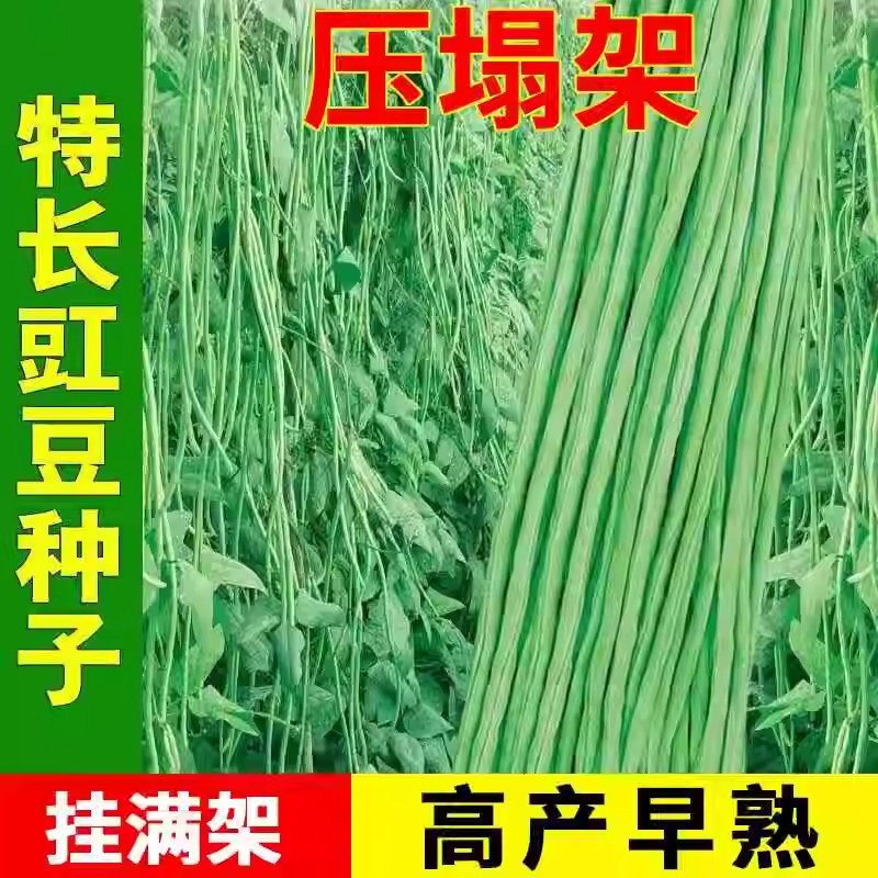 901豇豆种子原种压塌架豆角种籽中无筋原装四季蔬菜大全高产