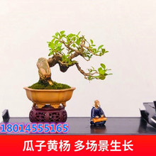 �S���辰�� С�~�����S������ ���ꏝ��������С�Gֲ Сֲ������