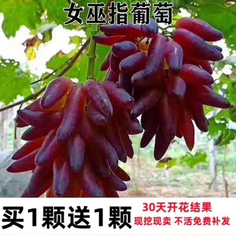 【蜜甜无籽】新品种不爬藤女巫指葡萄树苗南北方种植耐寒阳台盆栽