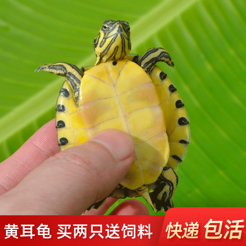 [深水黄耳龟乌龟活物冷水长寿龟家养宠物观赏小乌龟招财吃粪包邮]