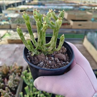 Single Tree Brocade Coral Brocade Wholesale Indoor Potted Florals and Green Plants Mini Green Plants Succulent Plants