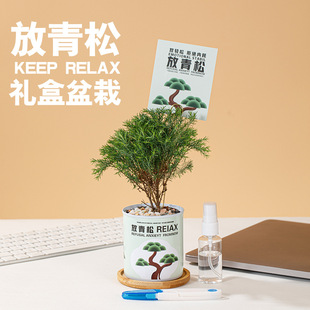 请放青松雾松树植物盆栽书房办公室桌面绿植创意情绪送礼物-阿里巴巴
