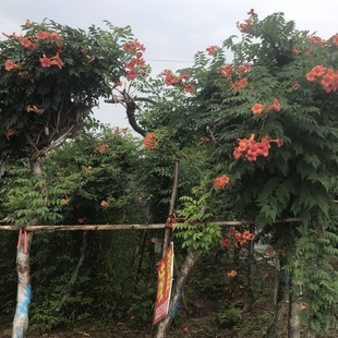Cold-Resistant Lingxiao Flower Seedlings, Climbing Vines, Easy-To-Grow Florals and Green Plants in All Seasons, Potted Courtyard Balcony Firecracker Flower Seedlings