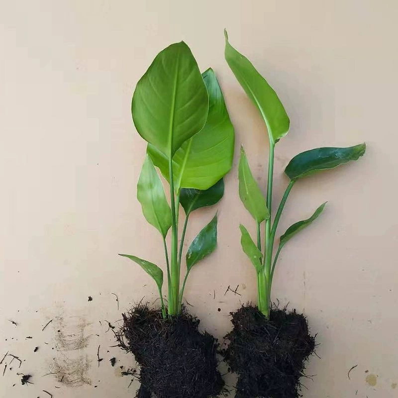 Райские птицы в горшке Внутренняя Гидропоника Большой цветок Зеленое растение Офис Легкое роскошное зеленое растение Cranchia