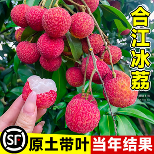 �Ͻ�����֦�����Ʒ�N��������Ц��ζ�������Ե��d�ϱ�������Y��