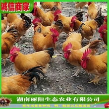 ���S�u����w�������ֱ�l�r����B��ɽ�u�к��B�����M�ṩ���gһ