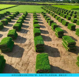 Four-Season Evergreen Taiwan Grass Manila Grass Is Cold-Resistant, Drought-Tolerant and Easy to Survive, Greening Projects/Garden Lawn Wholesale