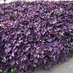 ���~�ϻ����{���ϻ����~�ݷN���ը�u���Ϻ�����̨ͥԺ�^�~ֲ��