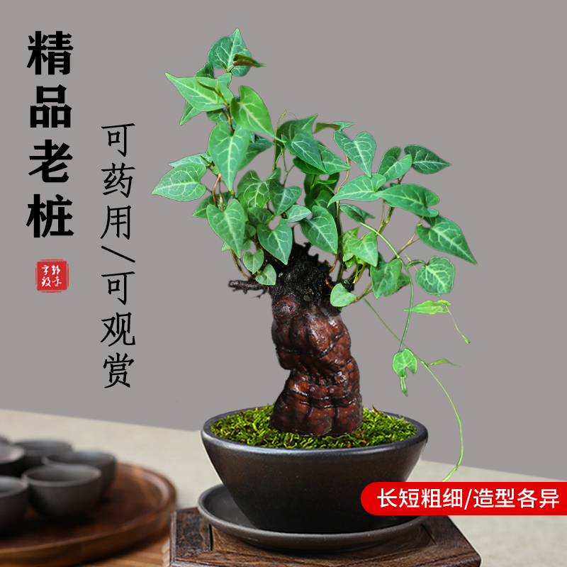 何首乌盆栽盆景老桩植物根球盆景爬藤植物中草药植物盆栽微型盆景