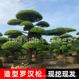 造型罗汉松树苗园林工程绿化植物迎客松庭院松树苗五针松造型松