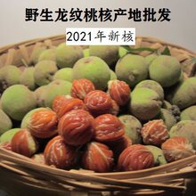 龙纹桃核散籽 秦岭野生山桃胡雕刻浅纹 正圆金鱼肚手串原籽