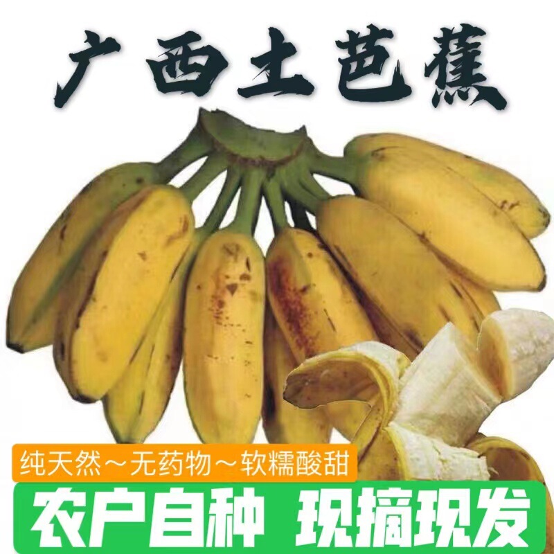 【】Guangxi Dainiu Banana Plantation Banana Fruit Wholesale Trade 3 Pounds 2.5kg 4.5kg Direct Shipment from the Place of Origin