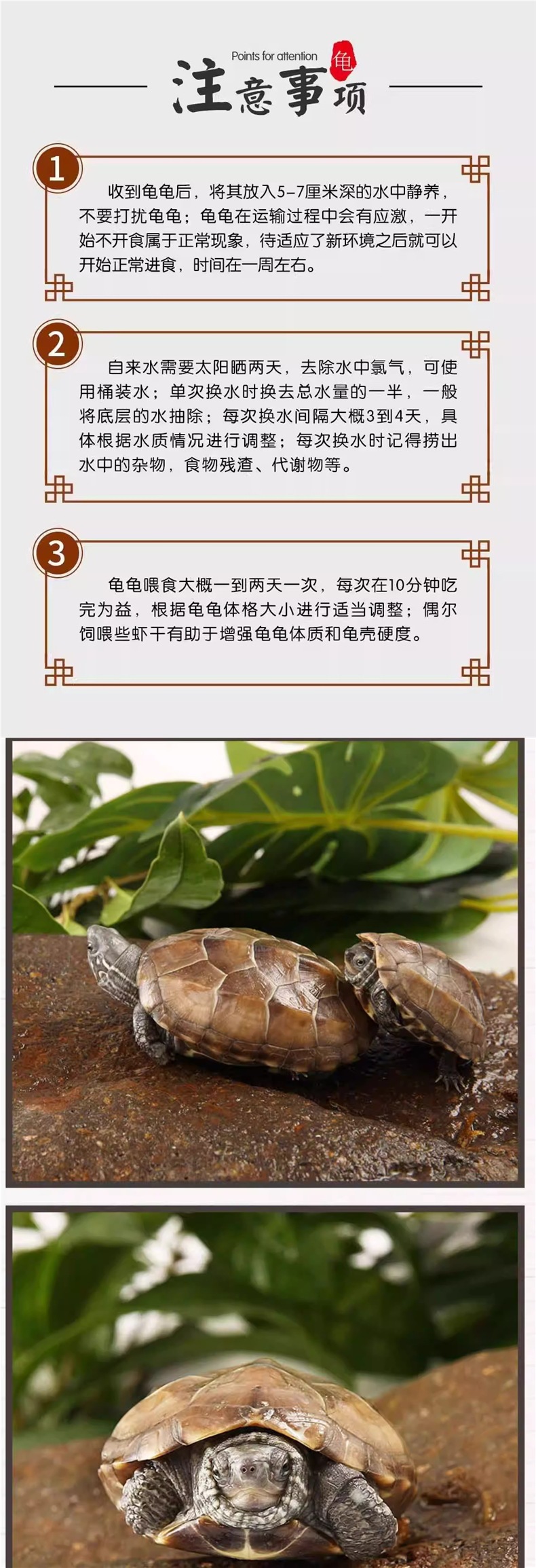 中华草龟小乌龟活物外塘长寿龟金线宠物观赏龟水金线龟墨龟草龟苗-阿里巴巴