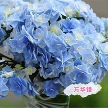 绣球花苗云南 无尽夏八仙花盆栽花卉绿植四季开花 基地直销批发