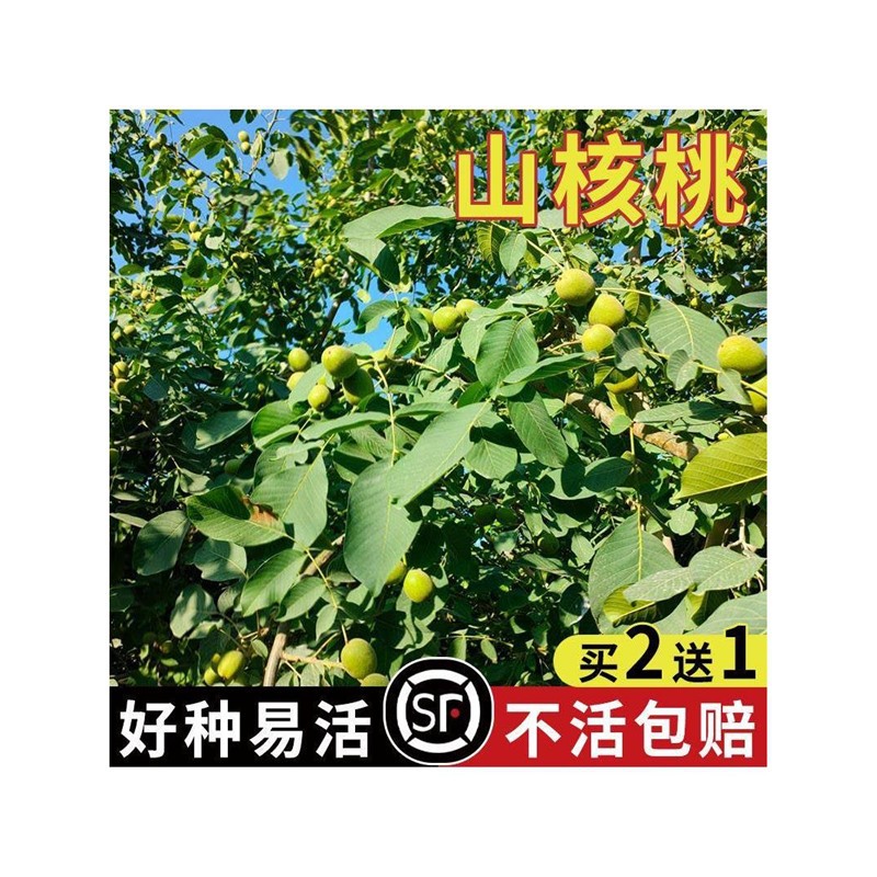 山核桃种子小核桃树苗种子当年新采可食用核桃可制文玩原料