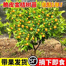 ��Ƥ��ۘ����Ԙ����ʳ�Î������ӽ�ۘ�������ļ��͏dͥԺ�̨