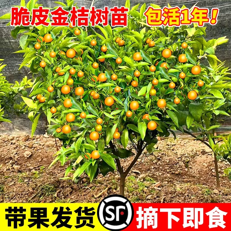 脆皮金桔树盆栽树苗可食用带果橘子金桔树苗大苗四季客厅庭院阳台
