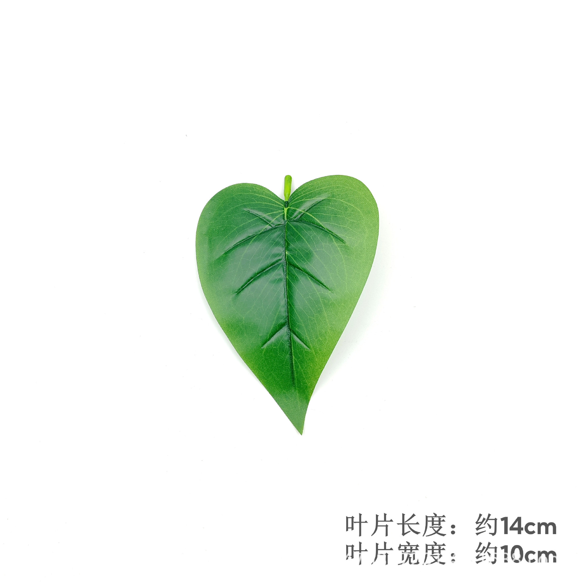 Light-colored leaves of Anthurium