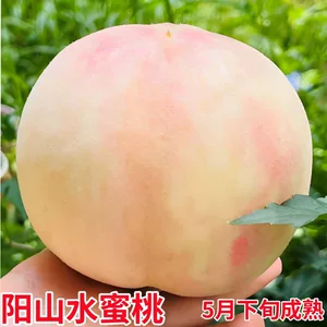 水蜜桃树果苗嫁接桃树苗南北方种植特大盆栽地栽当年结果桃树果苗