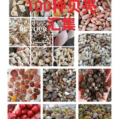 80種類の混合天然貝殻、巻貝、星の卸売、DIY手作りジュエリー材料、マイクロランドスケープ装飾